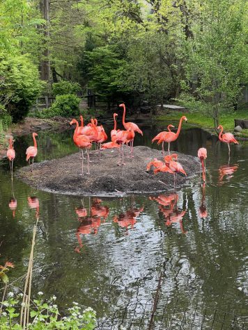 JSK Go Wild at the Bronx Zoo: A Day of Learning and Adventure