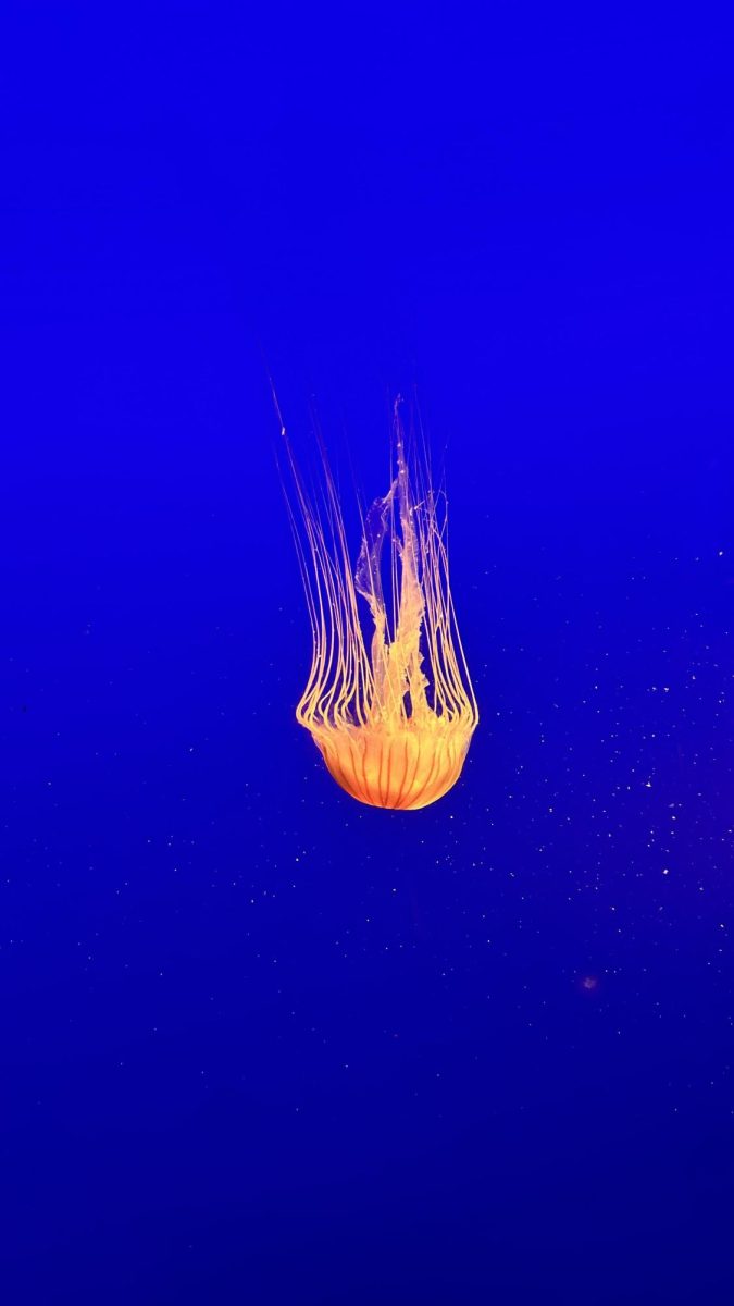 Pacific Sea Nettle-These beautiful invertebrates hunt by spreading their long tentacles like a huge net, relying on barbed stingers to release a paralyzing toxin into their prey.
